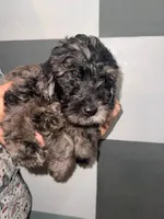 Linden, a male Goldendoodle for sale in Inverness, FL – 2 of 4
