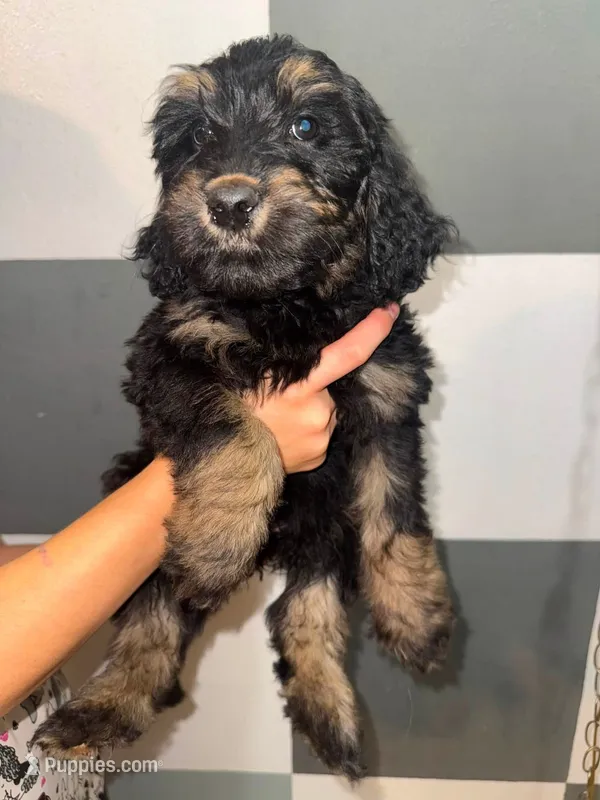 Tulip – Goldendoodle puppy for sale in Inverness, FL