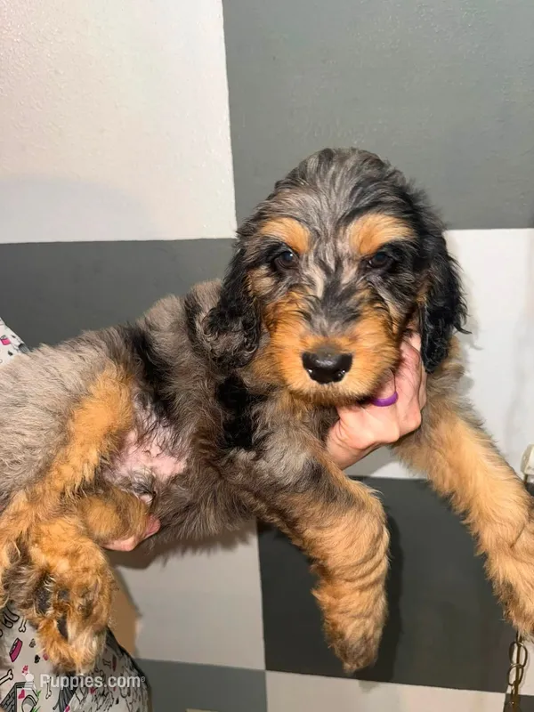 Cypress – Goldendoodle puppy for sale in Inverness, FL
