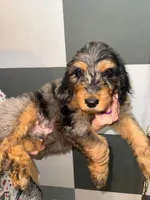 Cypress, a male Goldendoodle for sale in Inverness, FL – 1 of 4