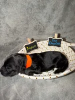 Aspen, a male Goldendoodle for sale in Inverness, FL – 4 of 4