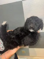 Sprout, a male Goldendoodle for sale in Inverness, FL – 2 of 4