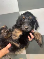 Maple, a female Goldendoodle for sale in Inverness, FL – 2 of 4