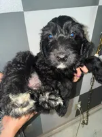 Fern, a female Goldendoodle for sale in Inverness, FL – 2 of 4
