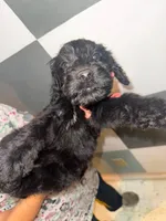 Aspen, a male Goldendoodle for sale in Inverness, FL – 2 of 4