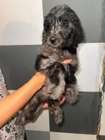 Willow, a female Goldendoodle for sale in Inverness, FL – 1 of 4