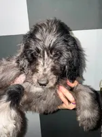 Willow, a female Goldendoodle for sale in Inverness, FL – 2 of 4