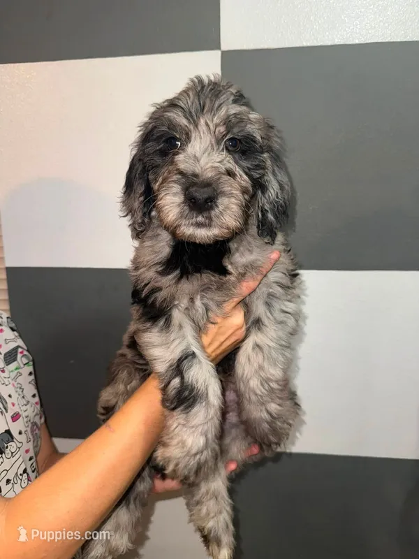 Birch – Goldendoodle puppy for sale in Inverness, FL