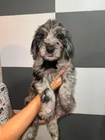 Birch, a female Goldendoodle for sale in Inverness, FL – 1 of 4