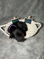 Fern, a female Goldendoodle for sale in Inverness, FL – 3 of 4