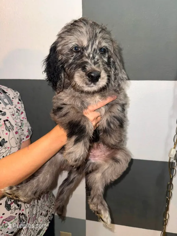 Spruce – Goldendoodle puppy for sale in Inverness, FL