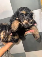 Tulip, a female Goldendoodle for sale in Inverness, FL – 2 of 4