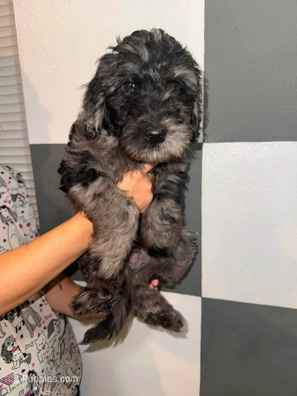 Linden – Goldendoodle puppy for sale in Inverness, FL