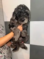 Linden, a male Goldendoodle for sale in Inverness, FL – 1 of 4