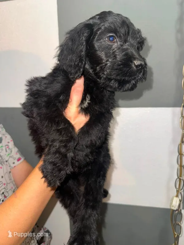 Aspen – Goldendoodle puppy for sale in Inverness, FL