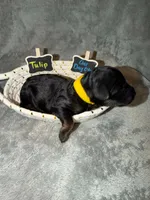 Tulip, a female Goldendoodle for sale in Inverness, FL – 3 of 4