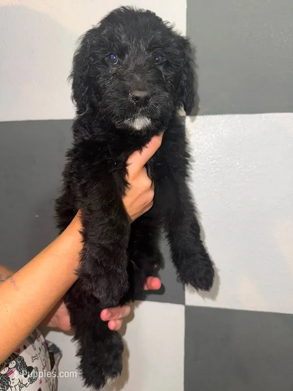 Sprout – Goldendoodle puppy for sale in Inverness, FL