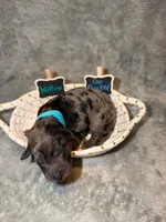 Willow, a female Goldendoodle for sale in Inverness, FL – 4 of 4