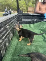 Yellow, a female German Shepherd Dog for sale in Hawthorne, FL – Photo 2 of 3