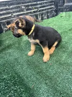 Yellow, a female German Shepherd Dog for sale in Hawthorne, FL – Photo 3 of 3