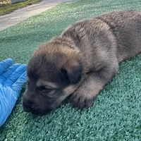 Brown, a male German Shepherd Dog for sale in Hawthorne, FL – Photo 1 of 6