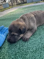 Brown, a male German Shepherd Dog for sale in Hawthorne, FL – Photo 1 of 6