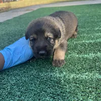 Brown, a male German Shepherd Dog for sale in Hawthorne, FL – Photo 5 of 6