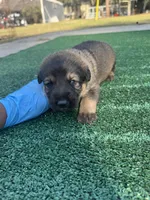 Brown, a male German Shepherd Dog for sale in Hawthorne, FL – Photo 5 of 6