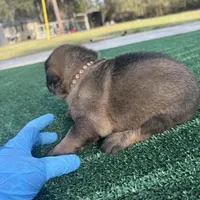 Brown, a male German Shepherd Dog for sale in Hawthorne, FL – Photo 3 of 6
