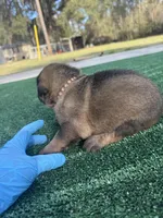 Brown, a male German Shepherd Dog for sale in Hawthorne, FL – Photo 3 of 6