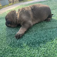 Brown, a male German Shepherd Dog for sale in Hawthorne, FL – Photo 6 of 6