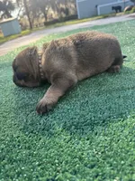 Brown, a male German Shepherd Dog for sale in Hawthorne, FL – Photo 6 of 6