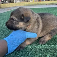 Brown, a male German Shepherd Dog for sale in Hawthorne, FL – Photo 2 of 6