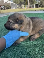 Brown, a male German Shepherd Dog for sale in Hawthorne, FL – Photo 2 of 6