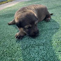 Brown, a male German Shepherd Dog for sale in Hawthorne, FL – Photo 4 of 6