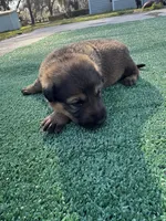 Brown, a male German Shepherd Dog for sale in Hawthorne, FL – Photo 4 of 6