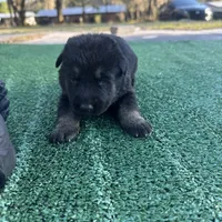 Lime green , a male German Shepherd Dog for sale in Hawthorne, FL – Photo 1 of 3