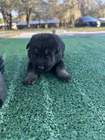 Lime green , a male German Shepherd Dog for sale in Hawthorne, FL – Photo 2 of 3