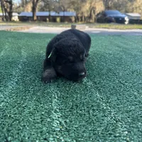 Lime green , a male German Shepherd Dog for sale in Hawthorne, FL – Photo 2 of 3