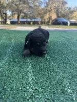 Lime green , a male German Shepherd Dog for sale in Hawthorne, FL – Photo 3 of 3