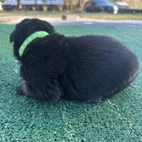 Lime green , a male German Shepherd Dog for sale in Hawthorne, FL – Photo 3 of 3