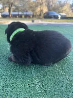 Lime green , a male German Shepherd Dog for sale in Hawthorne, FL – Photo 1 of 3