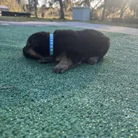 Baby blue , a female German Shepherd Dog for sale in Hawthorne, FL – Photo 5 of 5