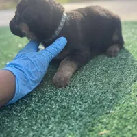 Baby blue , a female German Shepherd Dog for sale in Hawthorne, FL – Photo 1 of 5