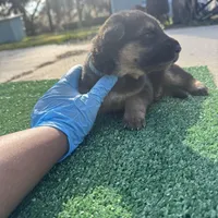 Baby blue , a female German Shepherd Dog for sale in Hawthorne, FL – Photo 2 of 5