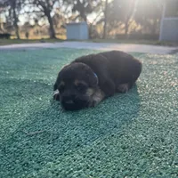 Baby blue , a female German Shepherd Dog for sale in Hawthorne, FL – Photo 3 of 5