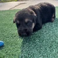 Baby blue , a female German Shepherd Dog for sale in Hawthorne, FL – Photo 4 of 5