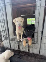Litter of 8 pups, a female German Shepherd Dog for sale in Hawthorne, FL – Photo 4 of 10