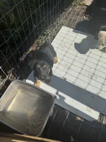 Litter of 8 pups, a female German Shepherd Dog for sale in Hawthorne, FL – Photo 2 of 10