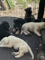 Litter of 8 pups, a female German Shepherd Dog for sale in Hawthorne, FL – Photo 9 of 10